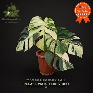 May include: A variegated Monstera plant in a brown pot. The large leaves display a mix of green and creamy white variegation. The image includes the text "Plant KingdomGoods" and "Etsy Top Seller". The text "PLEASE WATCH THE VIDEO" is also visible.