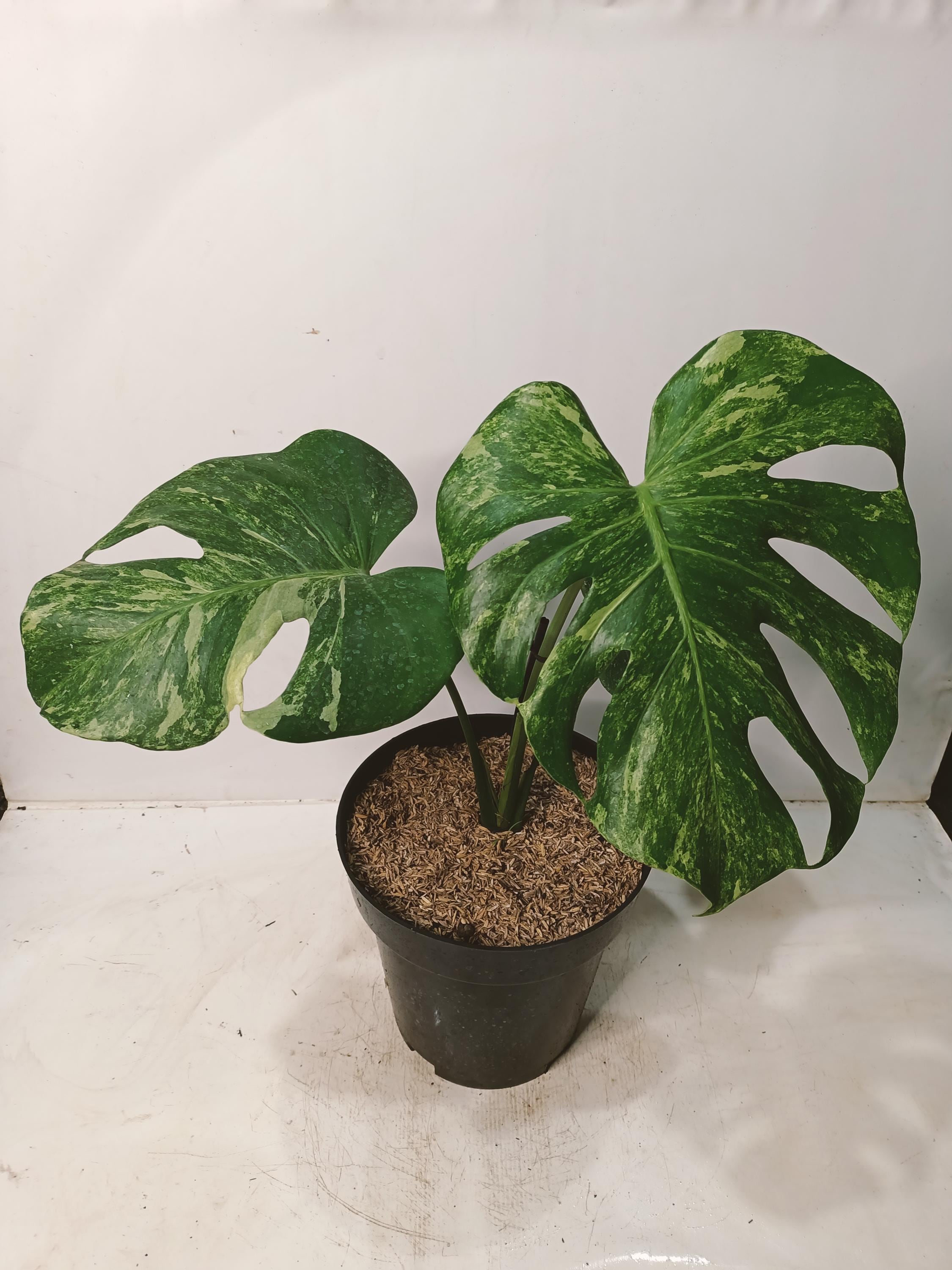 Monstera Oceana - Etsy