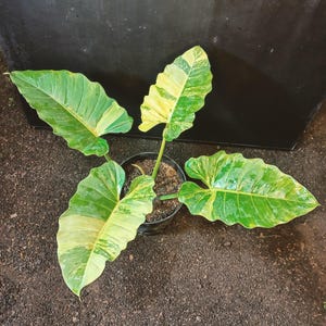 Philodendron jungle fever - Etsy 日本