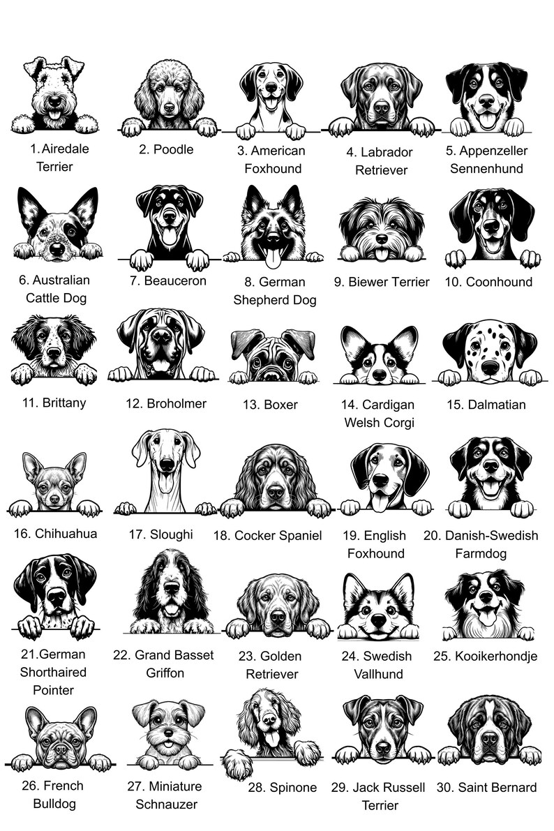 Peut inclure: Illustration en noir et blanc de 30 races de chiens, dont le Caniche, le Labrador Retriever et le Dalmatien. Chaque chien est accompagn&eacute; du nom de sa race, comme le Bouledogue fran&ccedil;ais.