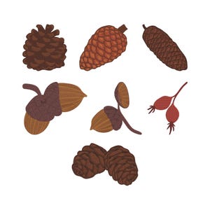 May include: A collection of autumnal illustrations featuring brown pine cones, acorns, and rose hips. The image presents detailed drawings of natural elements, highlighting their textures and shapes against a white backdrop. Ideal for autumn-themed designs.