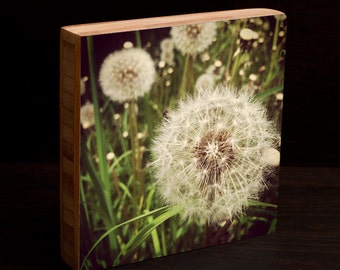 Well thats just dandy. original, ready to hang, photography, dandelion, summer, bamboo, block, sphere, wall art, grass,
