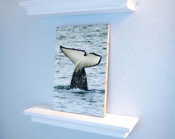 Whale tail in the Puget Sound 6x12