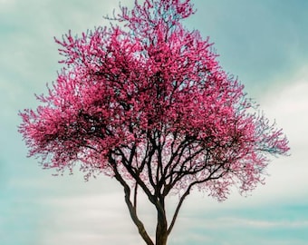 12x12 cherry blossom tree photo block on bamboo w/ no epoxy.