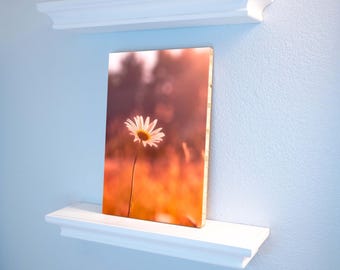 Daisy in the sunlight bamboo wall art 8x12