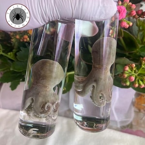 Könnte beinhalten: Zwei klare Glasröhrchen, die jeweils einen konservierten Oktopus enthalten. Die Oktopusse sind hellgrau und in einer klaren Flüssigkeit suspendiert. Die Röhrchen werden von einer behandschuhten Hand gehalten, mit einem verschwommenen Hintergrund aus rosa Blumen und grünem Laub.