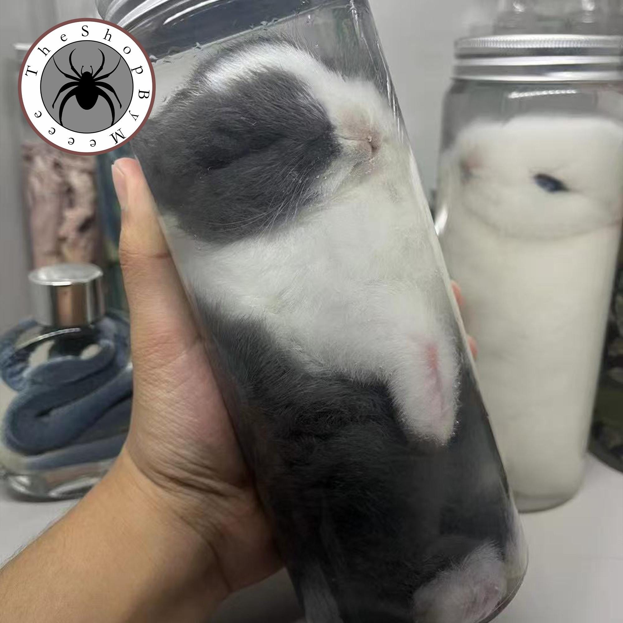 Make Rabbit Specimen Real Baby Rabbit Wet Specimen Preserved in Glass Jar Taxidermy Oddity ...