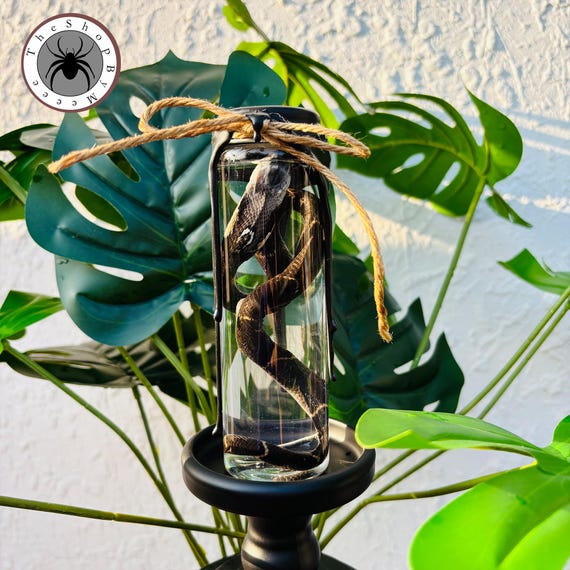A real preserved cobra coiled in a glass jar — the kind of visceral, one-of-a-kind curiosity that stops every single person who walks into the room dead in their tracks.