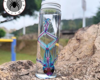 Gefärbtes Laubfrosch-Muster erhalten Diaphonisierter Frosch zweifarbiges Skeletal Display Seltenes Naturgeschichte Sammlerstück