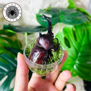 May include: A dark brown beetle with prominent horns and a long neck is displayed in a clear, round container filled with green moss. The container is held in a hand, with green foliage in the background. The Shop by Mcee logo is in the upper left corner.