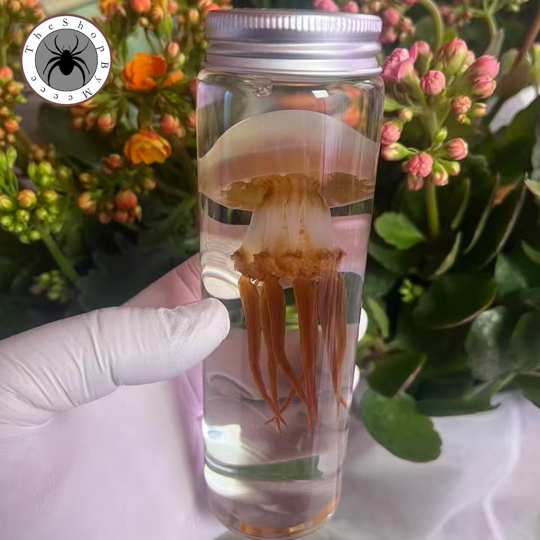 Real Red Moon Jellyfish Wet Specimen Preserved in Glass Jar Ocean Curiosity Decor Unique Handmade Gift for Sea Lovers
