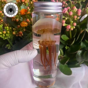 May include: A preserved jellyfish in a clear glass jar with a silver lid. The jellyfish is a light tan color with long, flowing tentacles. The jar is filled with a clear liquid. The Shop By Mee logo is in the upper left corner.