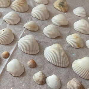 Könnte beinhalten: Eine Auswahl an Muscheln in verschiedenen Größen und Farbtönen von Weiß, Creme und Beige. Die Muscheln sind auf einer hellen Oberfläche angeordnet, die ihre natürlichen Texturen und Muster hervorhebt. Einige Muscheln weisen subtile Markierungen auf.