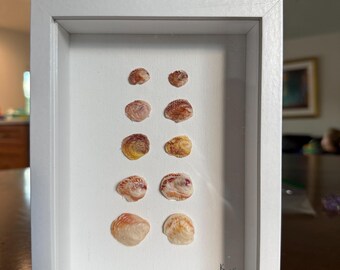 Minimalist shell art - framed. 5x7 inches