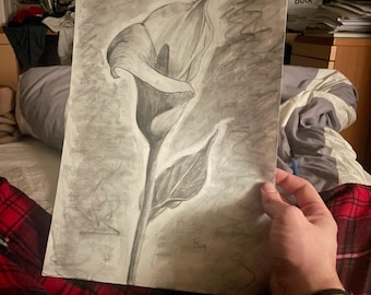 disegno realistico fiore calla