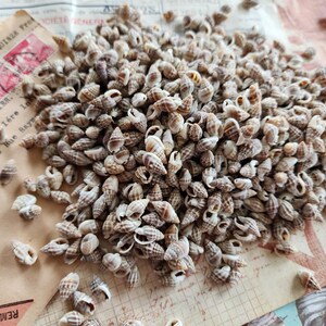 May include: A large collection of small, spiraled sea shells with brown and white mottled patterns. The shells are conical in shape with textured surfaces and open apertures, scattered across a surface featuring vintage paper with printed text.