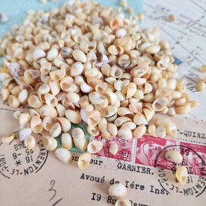 May include: A pile of small, cream-colored seashells with a spiral shape. The shells are scattered on a vintage paper background with faded text and a red postage stamp. The shells are a natural, organic element.