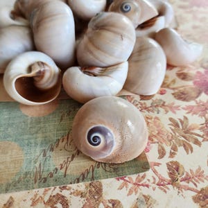 May include: A collection of smooth, rounded sea snail shells featuring a glossy finish. The shells display a palette of creamy white, beige, and light brown tones, with some showing a distinct dark brown spiral pattern at the center of the shell.