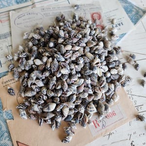 May include: A pile of small seashells with speckled patterns in shades of gray, white, and brown. The shells are scattered on vintage paper ephemera, including stamps and handwritten notes. The shells vary in size and shape.