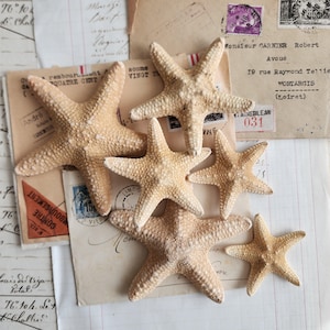 Estrellas de mar de la jungla (7,5-10 cm) - Conchas a granel - Estrellas de mar al por mayor - Artículos para bodas
