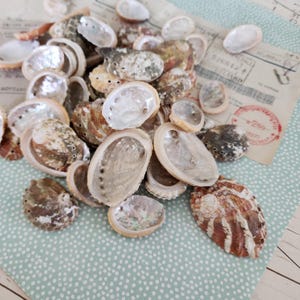 May include: A collection of small, iridescent abalone shells featuring a mix of natural brown, grey, and white exterior textures with smooth, pearlescent, and shimmering silver-toned interiors, displayed in a scattered pile.