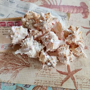 May include: A collection of small, spiky, off-white and light brown sea shells with intricate ridges and pointed edges. The shells are clustered together, displaying varied textures and natural spiral formations with subtle tan and cream colorations.