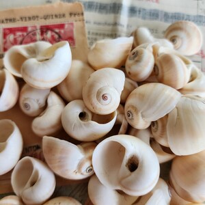 May include: A collection of small, smooth, off-white sea shells with light brown spiral patterns. The shells are clustered together, displaying various angles of their coiled shapes and open apertures, resting against a vintage paper background.