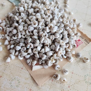 May include: A large collection of small, spiraled, off-white and light gray sea shells. The shells are clustered together in a pile, displaying various natural textures and coiled shapes, resting on a piece of vintage paper with visible text.