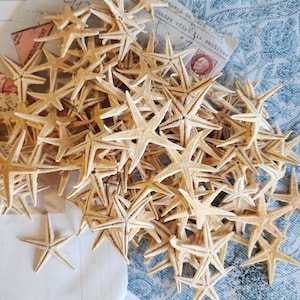 Può includere: Una collezione di stelle marine beige essiccate con più braccia. Le stelle marine sono sparse su una superficie a motivi blu e bianchi, con accenni di carta vintage. Ideali per l'arredamento costiero o progetti artigianali.