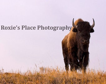 ndsu print etsy