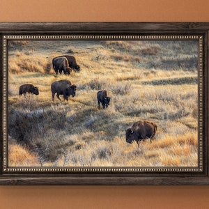 Bison print wall art canvas Theodore Roosevelt National park North Dakota badlands photography print