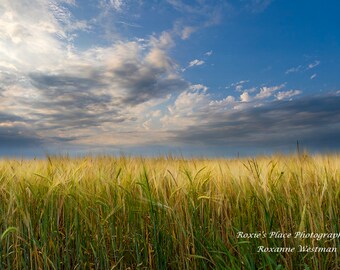 North Dakota Landscape photography print Wheat field and storm clouds