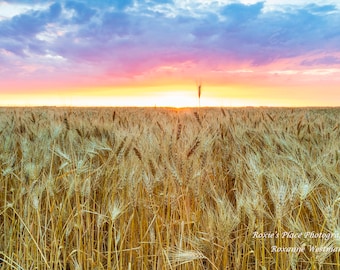 North Dakota Landscape photography print Sunrise in the wheatfield