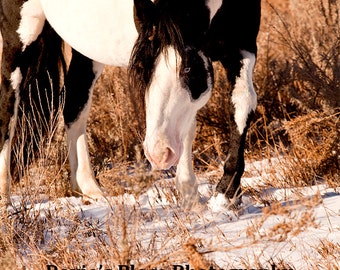 Wild horse print Paint Horse wild horse photography