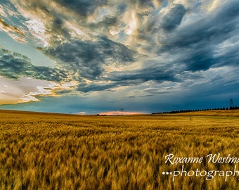 North Dakota wheat field landscape photography print