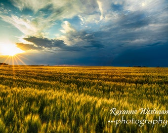 North Dakota Sunset in the wheat field landscape photography print