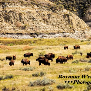 Bison herd in Theodore Roosevelt National park North Dakota photography