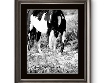 Wild horse print Black and White Paint wild horse