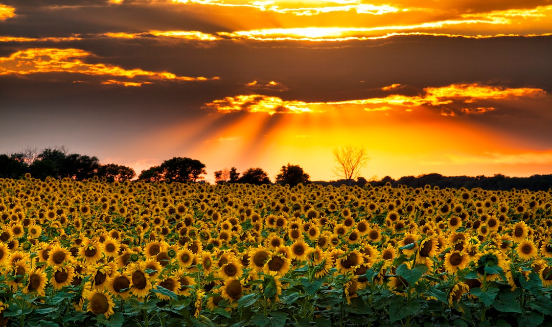 North Dakota Sunflowers and Sunset Photography Print Etsy