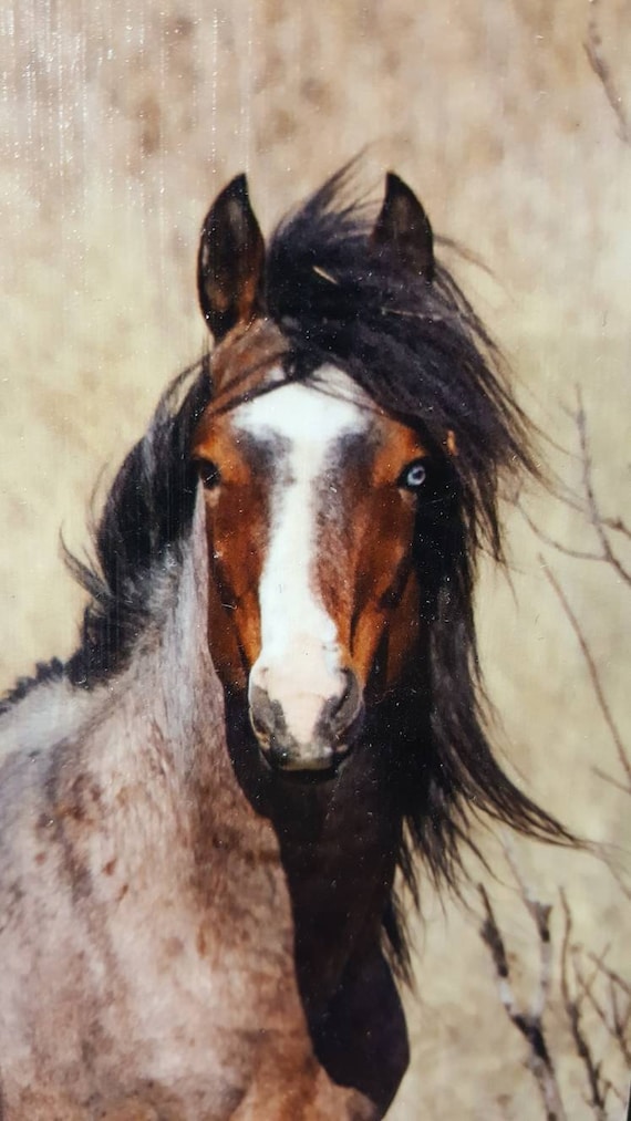 Red Roan Horse//red Roan Stallion//blaze//red Roan With Blaze//north Dakota  Wild Horses//wild Horse Photography - Etsy UK