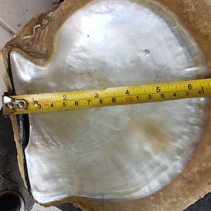 May include: A large, iridescent pearl oyster shell with a pearlescent sheen. A yellow tape measure shows the shell is approximately 7 inches wide. The shell has a natural, organic shape and texture, with a brown outer edge.