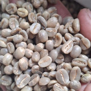 Op de afbeelding: Een close-up van een handvol ongeroosterde koffiebonen. De bonen zijn lichtgroen van kleur en hebben een ovale vorm. De afbeelding is goed belicht en toont de textuur en details van de bonen.