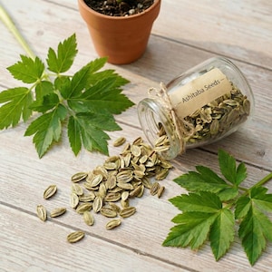 Oltre 80 semi biologici di Ashitaba (Angelica keiskei), superfood ad alto contenuto di calcone, semi freschi con guida alla germinazione