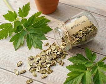 80+ Organic Ashitaba Seeds (Angelica keiskei), High Chalcone Superfood, Fresh Seeds with Germination Guide