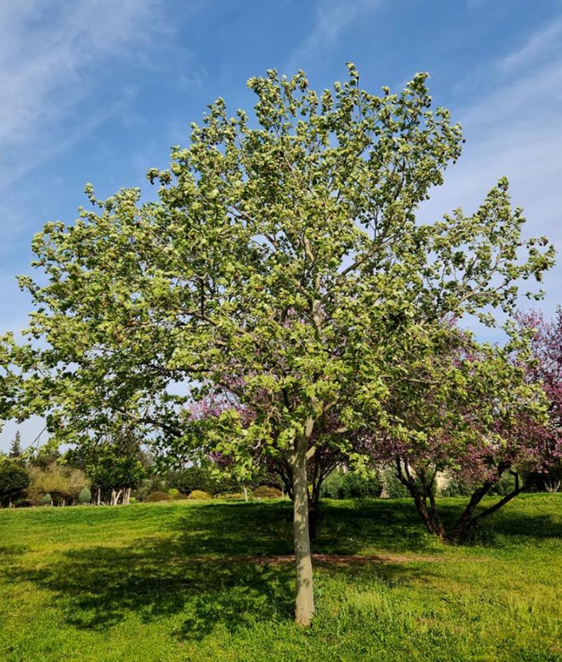 american-sycamore-tree-plant-live-6-to-12-inc-tall-quart-pot