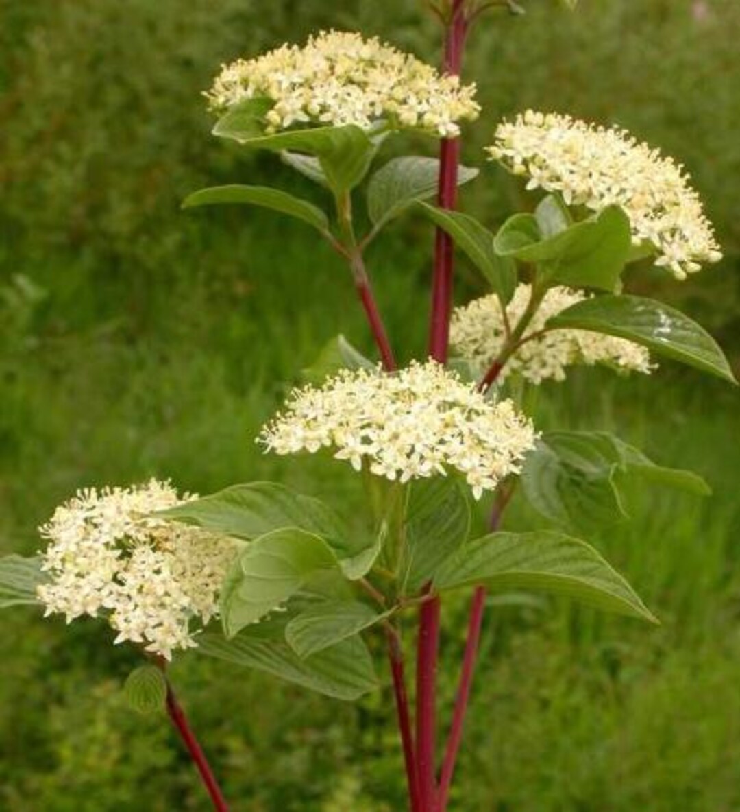 Red Seeter Tree Set 2 Red Osier Dogwood Tree Seedling Bare Roots and No Leaves for ...