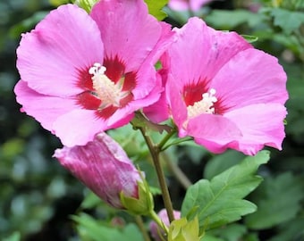2 Pink Althea Rose of Sharon Tree Live Plant 12-18" Height, Pink Hibiscus Plant Live Bareroot, Hibiscus Syriacus Flowers, Dormant in Winter
