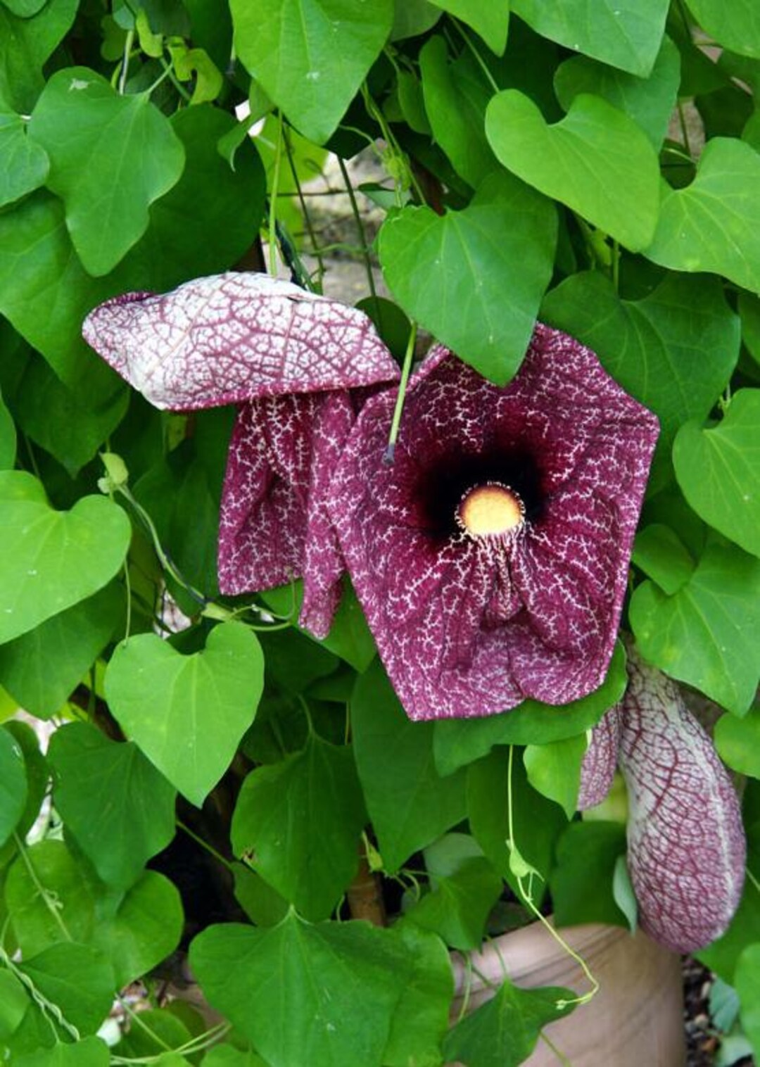 2 Dutchman’s Pipe Trees Live Plants Bare Roots Dormant, Pipe Vine ...