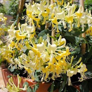 May include: Close-up of a honeysuckle plant with clusters of yellow and white flowers. The flowers have a trumpet shape with long, delicate stamens. The plant has green leaves and is in a terracotta pot.