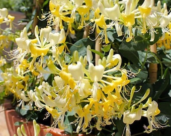 Lonicera Nitida 'lemon Beauty' | Variegated Box Honeysuckle, Compact  Evergreen Shrub - 3.5" Pot - Etsy